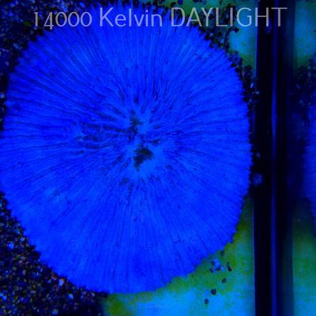   Fungia TRUE BLUE UNIQUE (01.08.2025)  21cm DIAMETER GREW FOR 12 YEARS