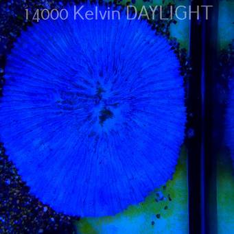    Fungia TRUE BLUE UNIQUE (01.08.2025)  21cm DIAMETER GREW FOR 12 YEARS