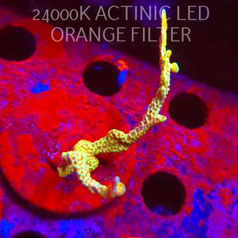 Montipora samarensis BUBBLEGUM (08.11.2025) MM1-I-10  6cm