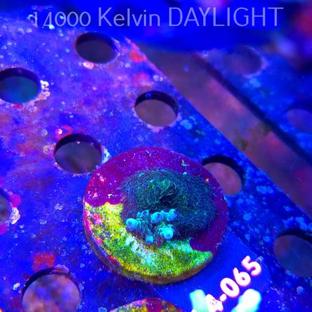 Acropora sp. AUSTRALIA  (07.01.2026) L4-065  2cm