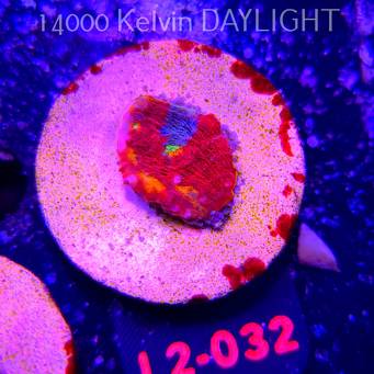  Echinophyllia OG Bugatti Chalice (18.03.2026) L2-032  2cm