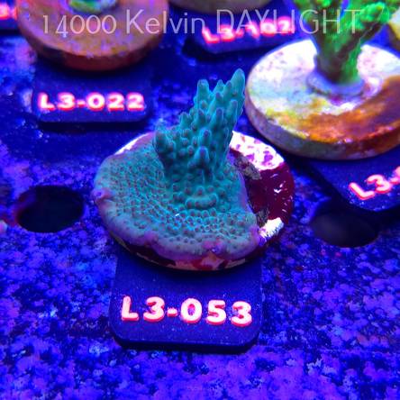 Acropora sp. AUSTRALIA (05.01.2026) L3-053  5cm