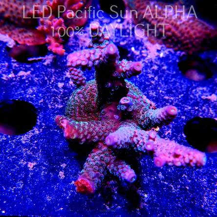 Acropora spathulata PINK PASSION (10.07.2024) MM6-II-31  6cm