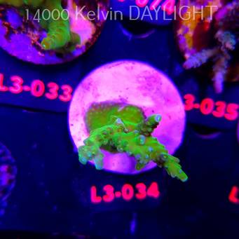 Acropora gomezi PURPLE TIP (10.09.2026) L3-034  7cm