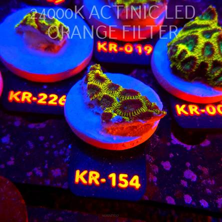 Favia Mystic Grape (21.06.2026) KR-154  5cm