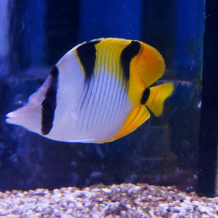 Chaetodon falcula 12 cm