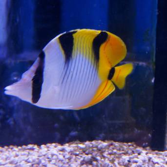 Chaetodon falcula 12 cm
