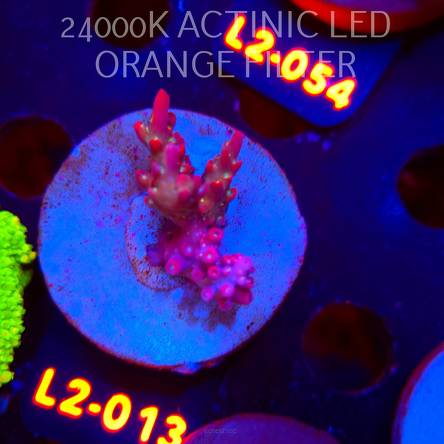 Acropora loripes PURPLE FLAME (14.08.2026) L2-013  4cm