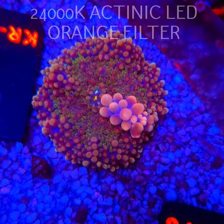 Ricordea yuma CHERRY BLOSSOM BOUNCE (06.03.2026) KR-078