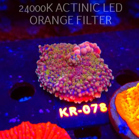 Ricordea yuma CHERRY BLOSSOM BOUNCE (06.12.2025) KR-078