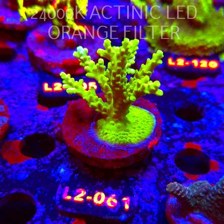 Acropora YELLOW PRINCESS (17.03.2026) L2-061  5cm