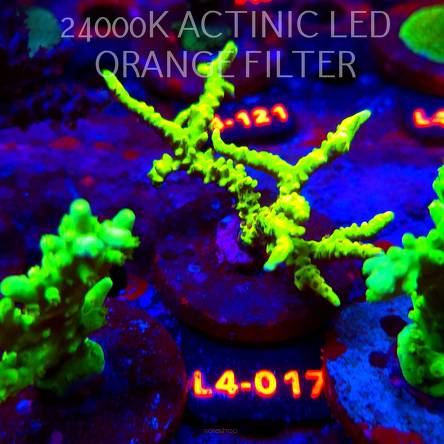 Acropora sp. AUSTRALIA  (07.01.2026) L4-017  7cm