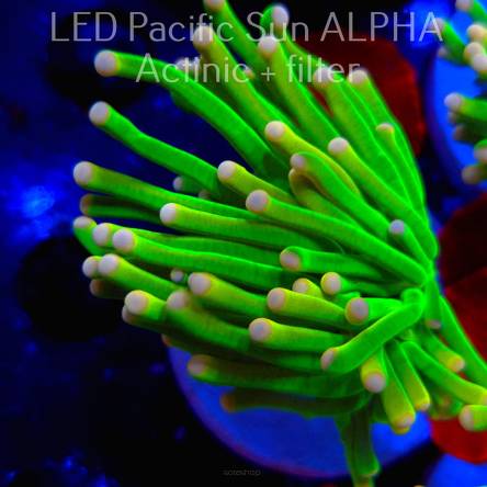 Euphyllia glabrescens Green Yellow Tip Torch (04.08.2024)