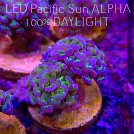 Euphyllia paraancora GREEN HOLOGRAM HAMMER (03.11.2024) 2H