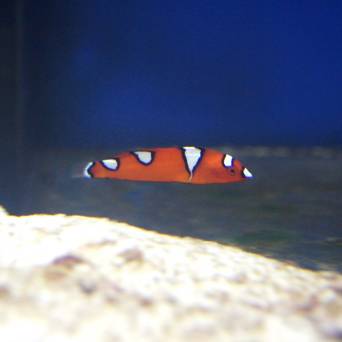 Coris gaimard rozmiar 4-5cm