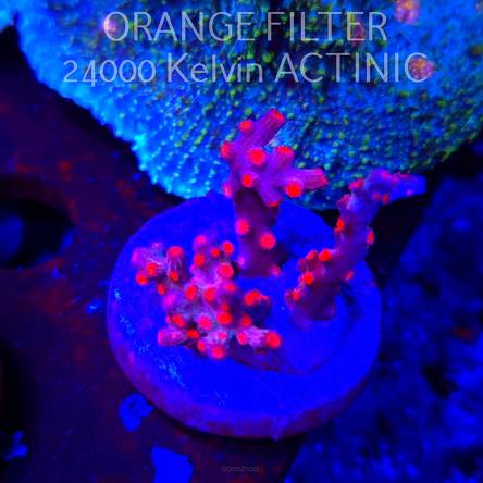 Cyphastrea decadia JF PINK BRANCHING (09.05.2025) MM1-I-37  3cm