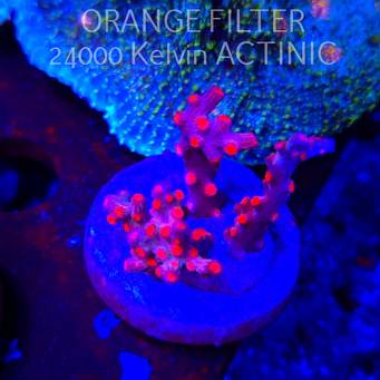 Cyphastrea decadia JF PINK BRANCHING (09.05.2025) MM1-I-37  3cm