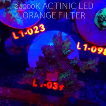 Acropora PURPLE DISEASE (09.10.2025) L1-039  6cm