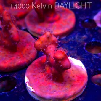 Blue Ridge Coral - Heliopora coerulea - Blue Fire Coral (06.05.2025)  5cm