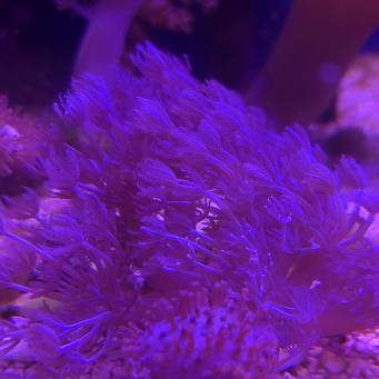 Xenia umbellata (18.05.2025)