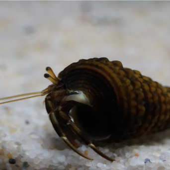 Clibanarius erythropus krab rozmiar 1 cm (Miniature Crab) BLACK