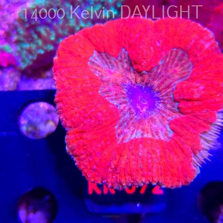 Lobophyllia BRIGHT ORANGE (03.03.2026) KR-075  6cm (DAMAGED)