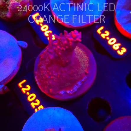 Acropora microclados RED (14.08.2026) L2-025  5cm