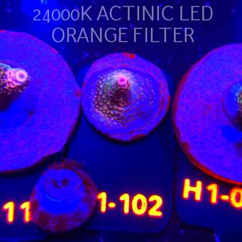 Acropora sp. (04.02.2026) H1-102  2cm