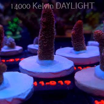 Acropora spathulata CORAL SEA ULTRA RED (16.10.2025) H1-019  5cm