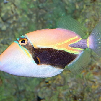 Rhinecanthus rectangulus 9 cm