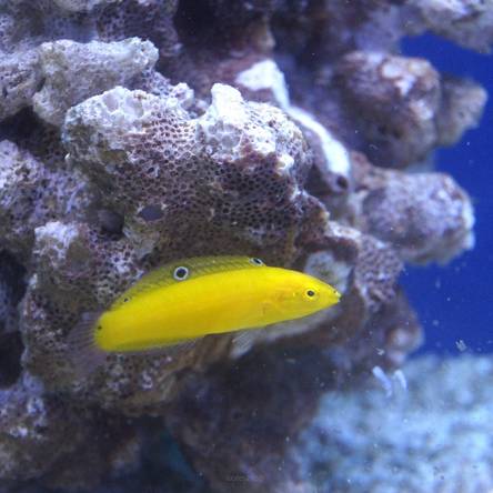 Halichoeres chrysus rozmiar 4-5cm