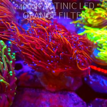 Euphyllia glabrescens COPPER TORCH (02.10.2026)  XL 10H
