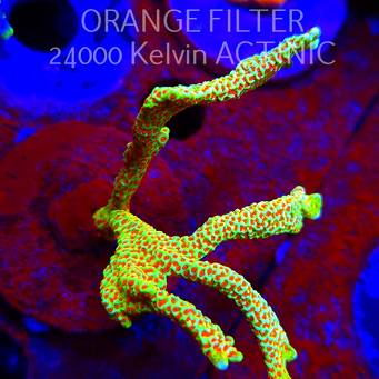 Montipora samarensis BUBBLEGUM (09.05.2025) MM1-I-16  8cm