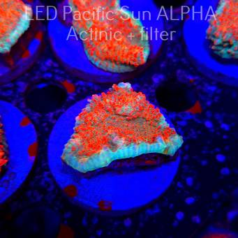 Echinophyllia Lava Rush Chalice (22.01.2025)  4cm