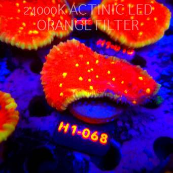 Echinophyllia KISS OF FIRE (11.10.2026) H1-068  8cm