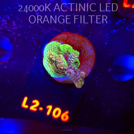 Acropora sp. AUSTRALIA (19.03.2026) L2-106  3cm