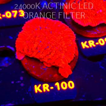 Montipora JASON FOX MEAN STREAK (01.06.2026) KR-100  5cm