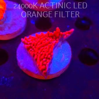 Montipora JASON FOX MEAN STREAK (21.02.2026)  5cm