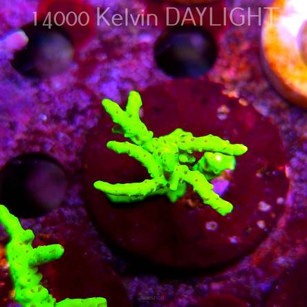 Anacropora WWC SLIMEBALL (08.05.2025) MM1-II-8  4cm