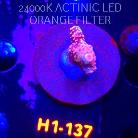 Acropora spathulata CORAL SEA ULTRA (04.02.2026) H1-137  4cm