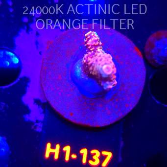 Acropora spathulata CORAL SEA ULTRA (04.02.2026) H1-137  4cm