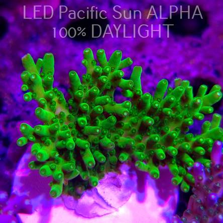 Acropora WWC Castells Banana (01.12.2024) MM1-III-5  6cm