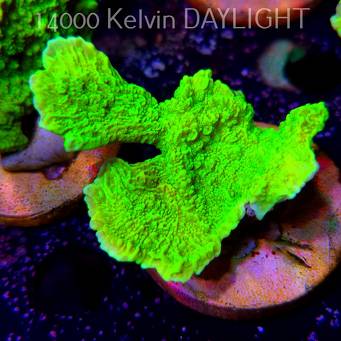 Montipora capricornis TOXIC GREEN (18.05.2025)  7cm