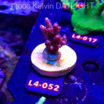 Acropora sp. PREMIUM AUSTRALIA (20.05.2026) L4-052  5cm