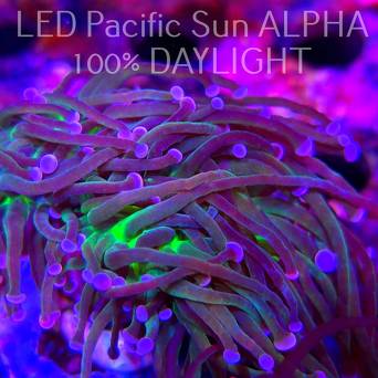 Euphyllia glabrescens TG TOXIC JOKER TORCH (03.11.2024)