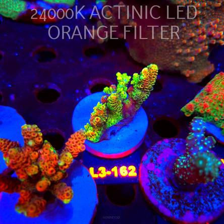 Acropora MILLEPORA RAINBOW (11.09.2026) L3-162  6cm