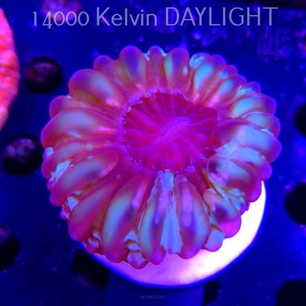 Cynarina lacrymalis TOXIC GREEN Australia (03.01.2026) KR-022  8cm