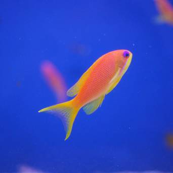 Pseudanthias Squamipinnis samica 4-5cm