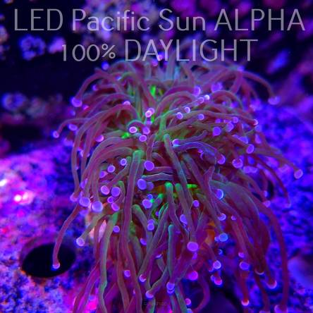 Euphyllia glabrescens TG TOXIC JOKER TORCH (03.11.2024)