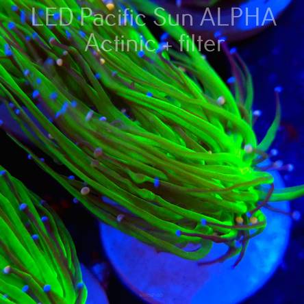 Euphyllia glabrescens RED-GREEN (04.08.2024)